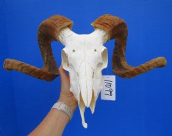 African Merino Ram Skull, Sheep Skull with 25 inches Horns - <font color=red> Grade B</font> for $134.99