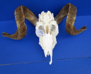 African Merino Ram Skull, Sheep Skull with 25 inches Horns - <font color=red> Grade B</font> for $134.99