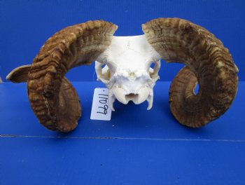 African Merino Ram Skull, Sheep Skull with 25 inches Horns - <font color=red> Grade B</font> for $134.99