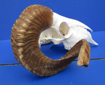 African Merino Ram Skull, Sheep Skull with 25 inches Horns - <font color=red> Grade B</font> for $134.99