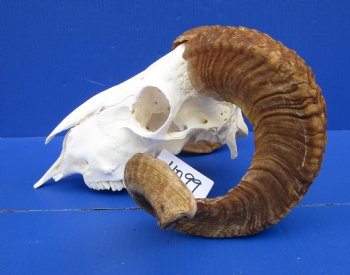 African Merino Ram Skull, Sheep Skull with 25 inches Horns - <font color=red> Grade B</font> for $134.99