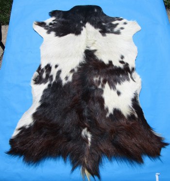 38 by 26 inches Authentic Goat Hide, Rusty Black and White Fur Pattern for $44.99