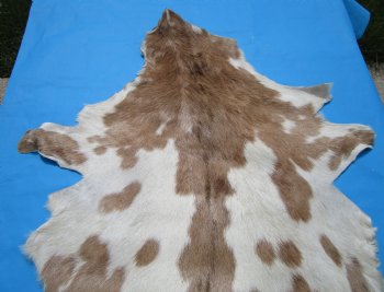 47 by 29 inches Authentic Goat Hide, Goat Skin with Tan and Cream Fur - Buy this one for $44.99