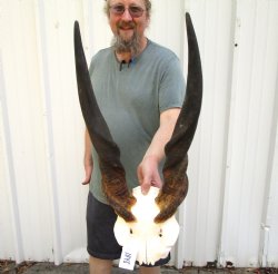 African Bull Eland Skull Plate with 25-3/4 and 25-1/4 inches Horns for $124.99