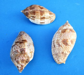Voluta Lapponica Shells <font color=red> Wholesale</font>, 2-1/2 to 3 inches - 300 @ .31 each