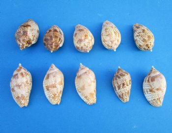 Voluta Lapponica Shells <font color=red> Wholesale</font>, 2-1/2 to 3 inches - 300 @ .31 each