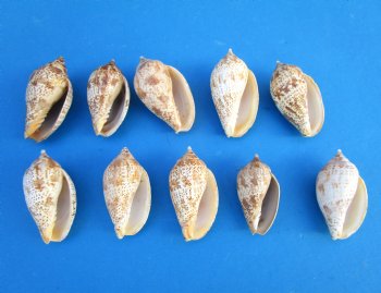 Voluta Lapponica Shells <font color=red> Wholesale</font>, 2-1/2 to 3 inches - 300 @ .31 each