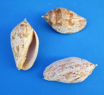 Voluta Lapponica Shells, Harpulina Lapponica, 3 to 3-1/2 inches - 25 @ .72 each; 100 @ .64 each