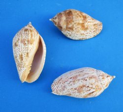 Voluta Lapponica Sh...