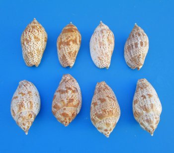 Voluta Lapponica Shells <font color=red> Wholesale</font>, 3 to 3-1/2 inches - 225 @ .40 each