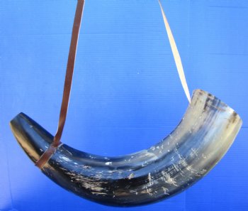 24-1/2 inches Large Viking War Horn, Buffalo Blowing Horn with Leather Strap - Buy this one for $39.99
