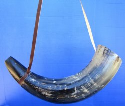 24-1/2 inches Large Viking War Horn, Buffalo Blowing Horn with Leather Strap - Buy this one for $39.99