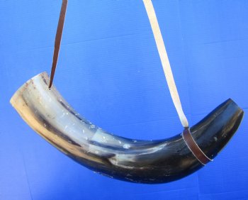 24-1/2 inches Large Viking War Horn, Buffalo Blowing Horn with Leather Strap - Buy this one for $39.99