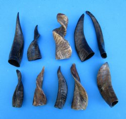 10 Semi-Polished Goat Horns 4 to 7 inches for $4.00 each