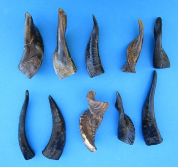 10 Semi-Polished Goat Horns 4 to 7 inches for $4.00 each
