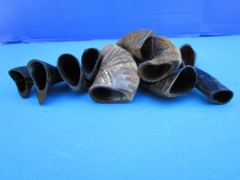 10 Semi-Polished Goat Horns 4 to 7 inches for $4.00 each