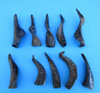 10 Semi-Polished Goat Horns 5 to 8 inches for $4.00 each
