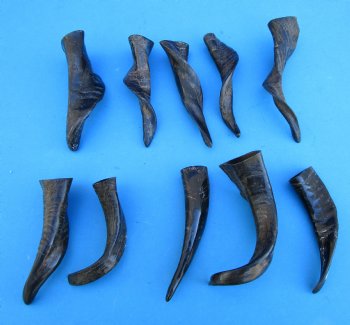 10 Semi-Polished Goat Horns 5 to 8 inches for $4.00 each