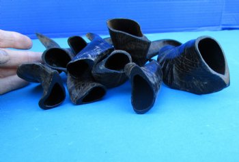 10 Semi-Polished Goat Horns 5 to 8 inches for $4.00 each