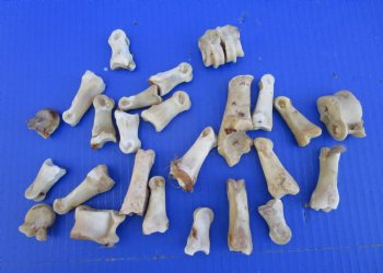 25 Nature Cleaned Whitetail Deer Knuckle Bones with Dried Cartilage 1" to 3" - Buy these for .60 each  <font color=red> SALE .30 EACH</FONT>