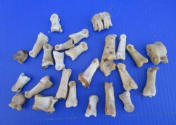 25 Nature Cleaned Whitetail Deer Knuckle Bones with Dried Cartilage 1" to 3" - Buy these for .60 each  <font color=red> SALE .30 EACH</FONT>
