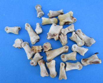 25 Nature Cleaned Whitetail Deer Knuckle Bones with Dried Cartilage 1 to 2-1/2" - Buy these for .60 each <font color=red> SALE .30 EACH</FONT>