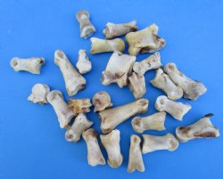 25 Nature Cleaned Whitetail Deer Knuckle Bones with Dried Cartilage 1 to 2-1/2" - Buy these for .60 each <font color=red> SALE .30 EACH</FONT>