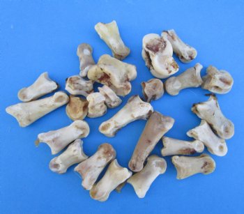 25 Nature Cleaned Whitetail Deer Knuckle Bones with Dried Cartilage 1 to 2-1/2" - Buy these for .60 each <font color=red> SALE .30 EACH</FONT>