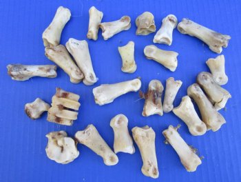 25 Nature Cleaned Whitetail Deer Knuckle Bones with Dried Cartilage 1-1/4 to 2-1/4" - Buy these for .60 each  <font color=red> SALE .30 EACH</FONT>