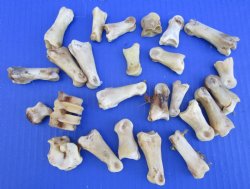 25 Nature Cleaned Whitetail Deer Knuckle Bones with Dried Cartilage 1-1/4 to 2-1/4" - Buy these for .60 each  <font color=red> SALE .30 EACH</FONT>
