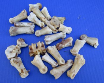 25 Nature Cleaned Whitetail Deer Knuckle Bones with Dried Cartilage 1-1/4 to 2-1/4" - Buy these for .60 each  <font color=red> SALE .30 EACH</FONT>