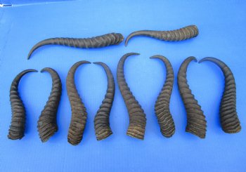 10 Male Springbok Horns for Crafts 9-1/4 to 12-1/2 inches for $7.50 each