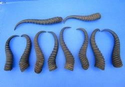 10 Male Springbok Horns for Crafts 9-1/4 to 12-1/2 inches for $7.50 each