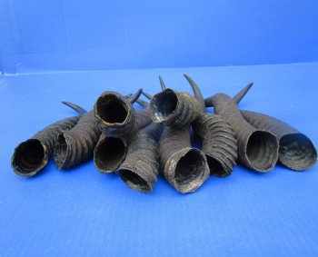 10 Male Springbok Horns for Crafts 9-1/4 to 12-1/2 inches for $7.50 each