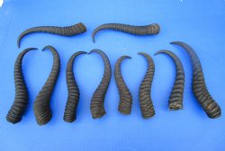10 Authentic Male Springbok Horns 8-3/4 to 11-1/4 inches for $7.50 each