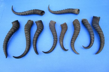 10 Authentic Male Springbok Horns 8-3/4 to 11-1/4 inches for $7.50 each