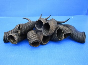10 Authentic Male Springbok Horns 8-3/4 to 11-1/4 inches for $7.50 each