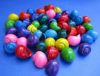  Dyed Pita Globosa Shells, 1-1/4 to 2 inches - 50 @ .40 each