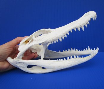 10-3/4" Authentic Florida Alligator Skull (Small Hole) for $79.99