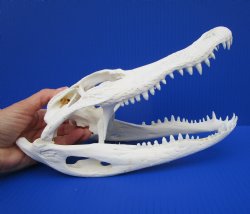 10-3/4" Authentic Florida Alligator Skull (Small Hole) for $79.99