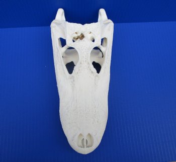 10-3/4" Authentic Florida Alligator Skull (Small Hole) for $79.99