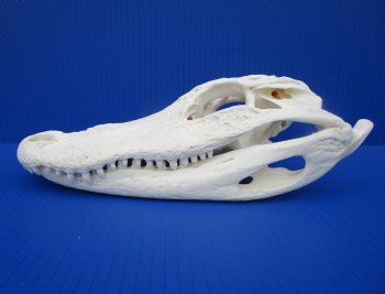 10-3/4" Authentic Florida Alligator Skull (Small Hole) for $79.99