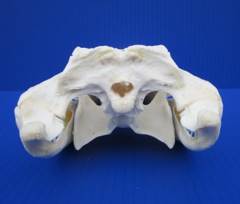 10-3/4" Authentic Florida Alligator Skull (Small Hole) for $79.99
