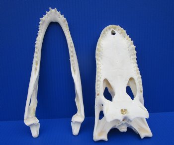 10-3/4" Authentic Florida Alligator Skull (Small Hole) for $79.99