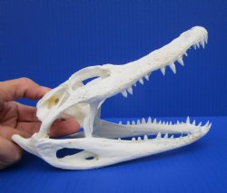 7-7/8 inches Authentic Florida Alligator Skull for $69.99