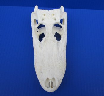 7-7/8 inches Authentic Florida Alligator Skull for $69.99