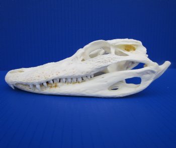 7-7/8 inches Authentic Florida Alligator Skull for $69.99