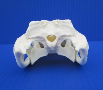 7-7/8 inches Authentic Florida Alligator Skull for $69.99