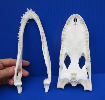 7-7/8 inches Authentic Florida Alligator Skull for $69.99