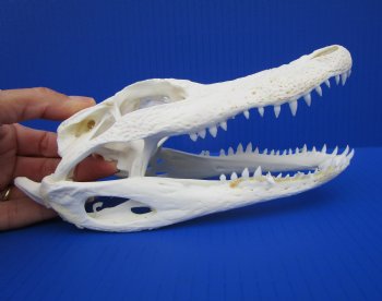 7-3/4 inches Authentic Florida Alligator Skull for $69.99